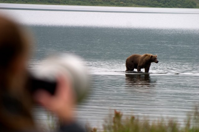 Brown Bear Photography in Alaska